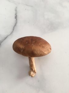 Photo of a Shiitake Mushroom.